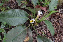 Curcuma karnatakensis